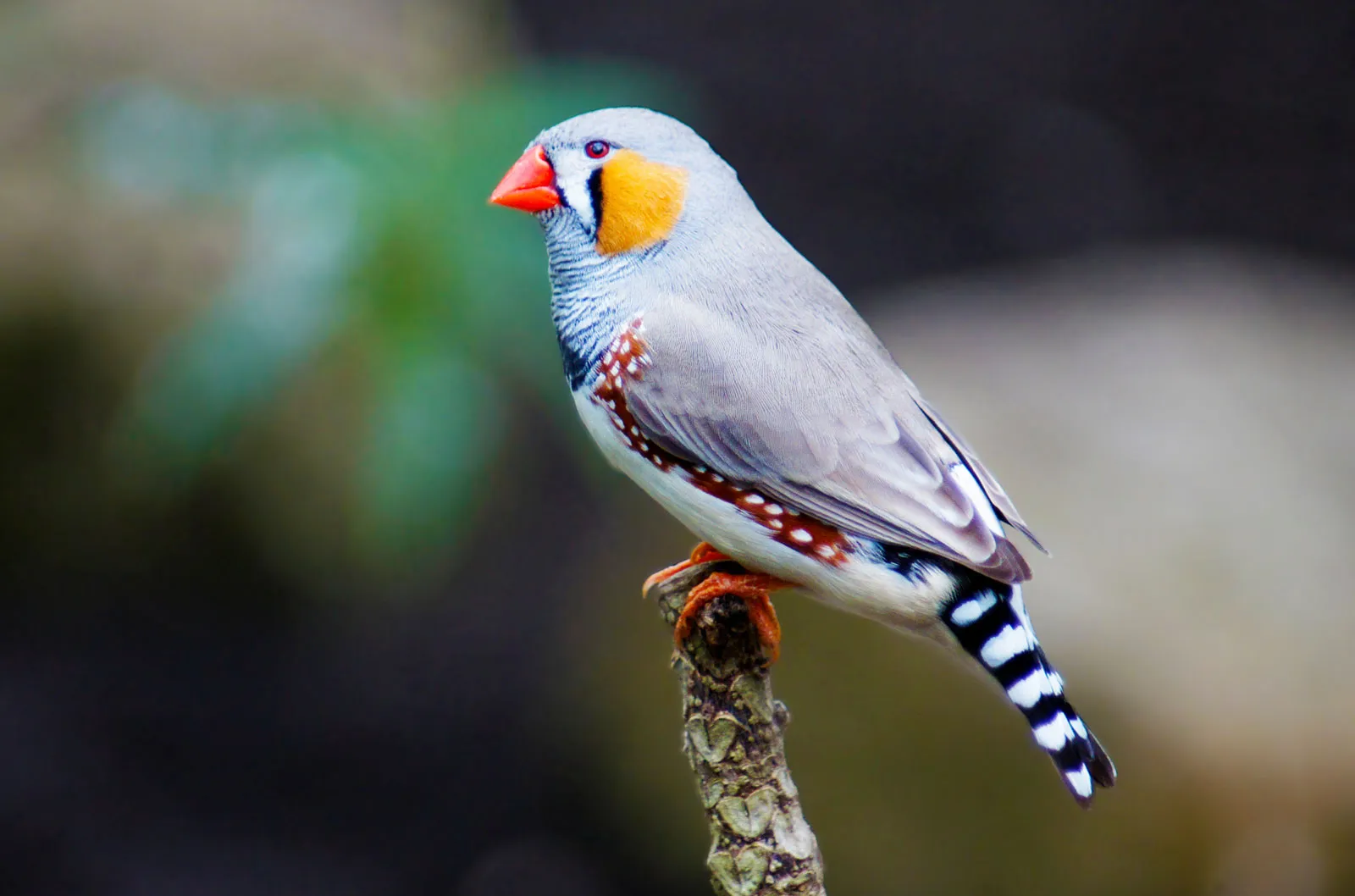 VERSELE-LAGA || Deli Nature || Duvo Verkoopwinkel 10 VERSELE-LAGA || Deli Nature || Duvo Verkoopwinkel -VERSELE-LAGA || Deli Nature || Duvo Verkoopwinkel Zebra finch Taeniopygia guttata bird
